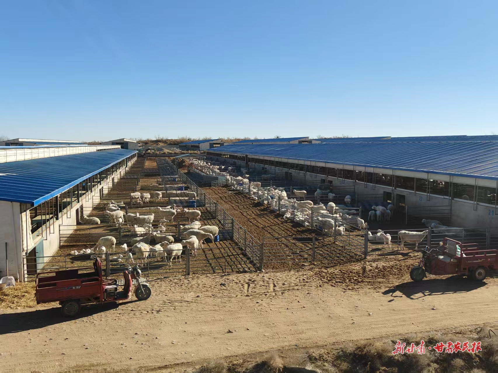 【四中全会精神在基层&mdash;&mdash;高质量发展调研行】&ldquo;羊如祥&rdquo;的羊