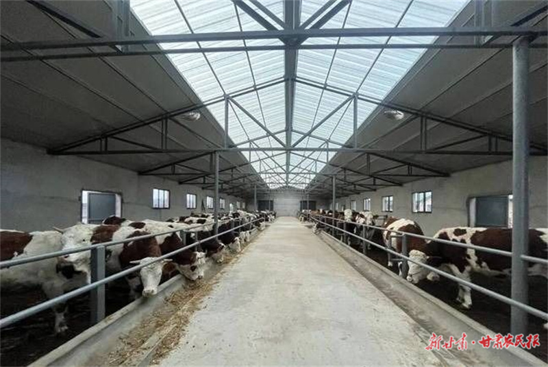 华亭：棚里牛肥粮满仓 乡间民富产业兴