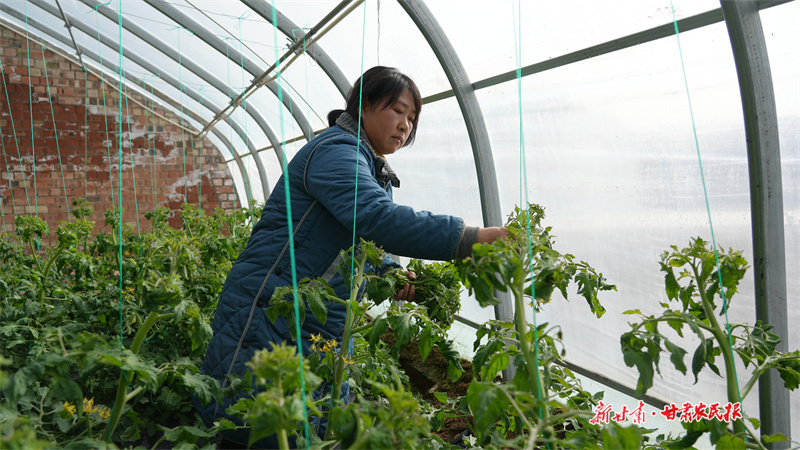 静宁：蔬菜大棚&ldquo;柿&rdquo;业红
