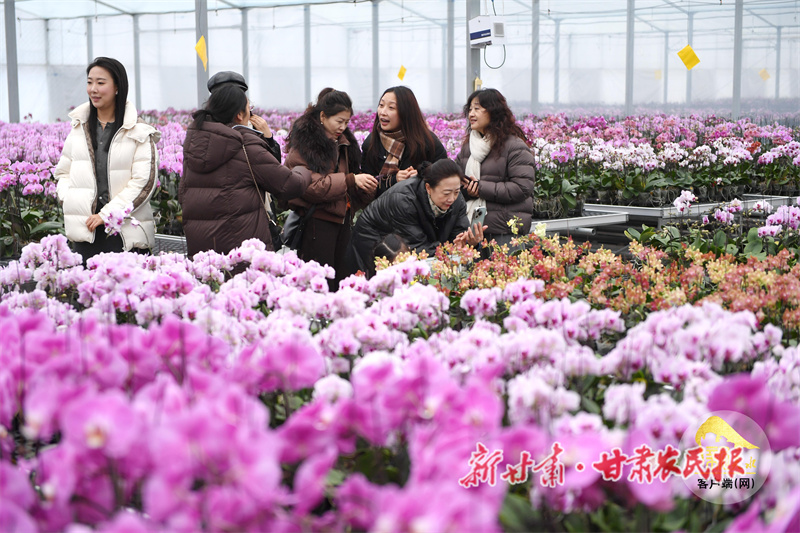 冬日何处寻春？秦州花海已成打卡新地标