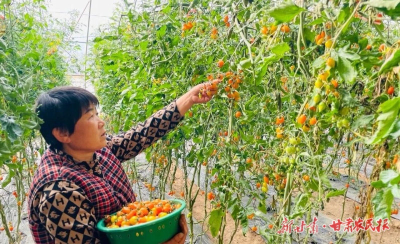 &ldquo;一头牛&rdquo;&ldquo;一棵菜&rdquo;蹚出乡村振兴致富路&mdash;&mdash;从临夏县田间&ldquo;小家&rdquo;看惠农政策落地生根