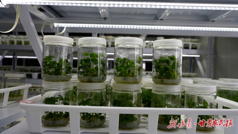 刘家峡草莓的&ldquo;科技芯&rdquo;