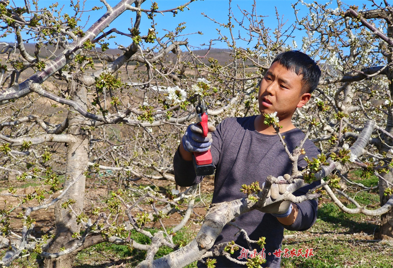 秦州区：樱缀枝头添新景 产业赋能促振兴