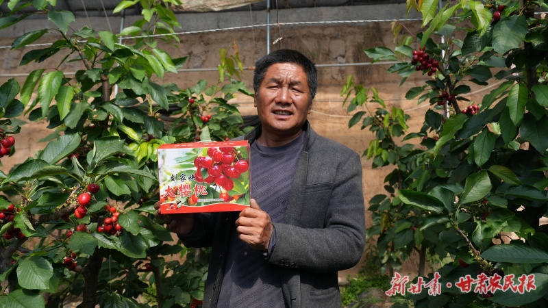 早春第一果！永靖樱桃飘香上市