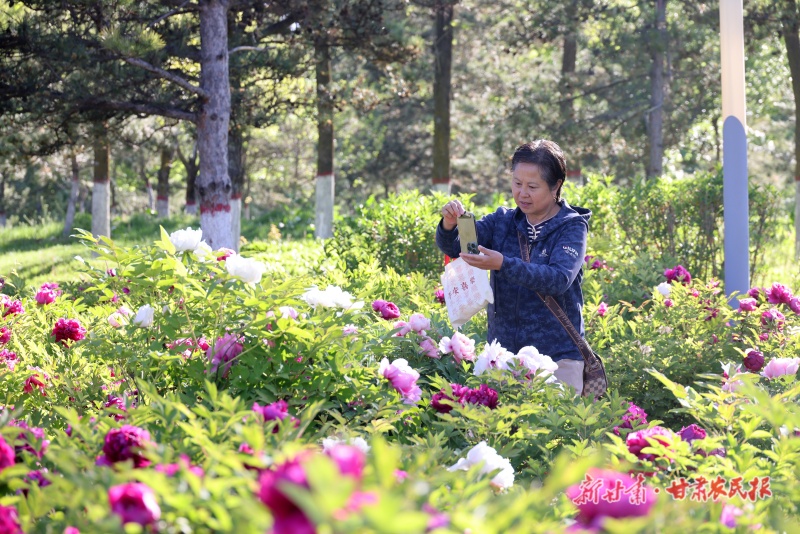庆阳市西峰区海绵运动公园牡丹迎来盛花期