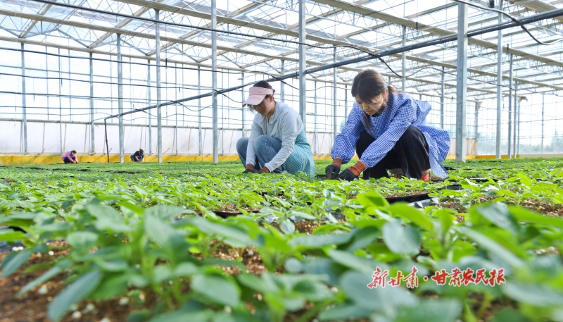 民乐县集华农业科技马铃薯脱毒种薯繁育中心智能温室