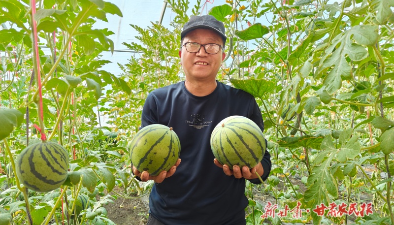 敦煌莫高镇中心园区温室大棚西瓜迎来成熟期