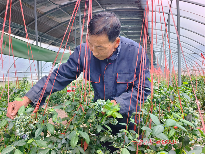 秦州区：小蓝莓结出&ldquo;金果果&rdquo;