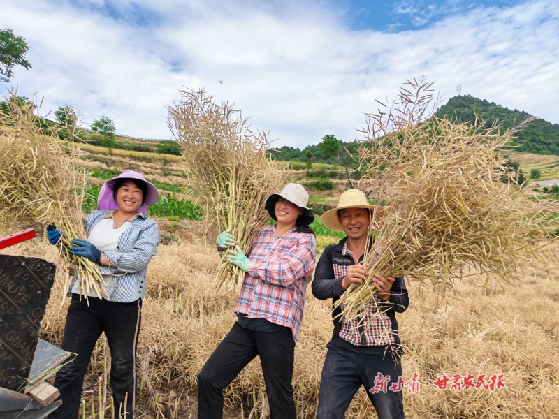 徽县大河店镇万亩高山油菜进入收割期