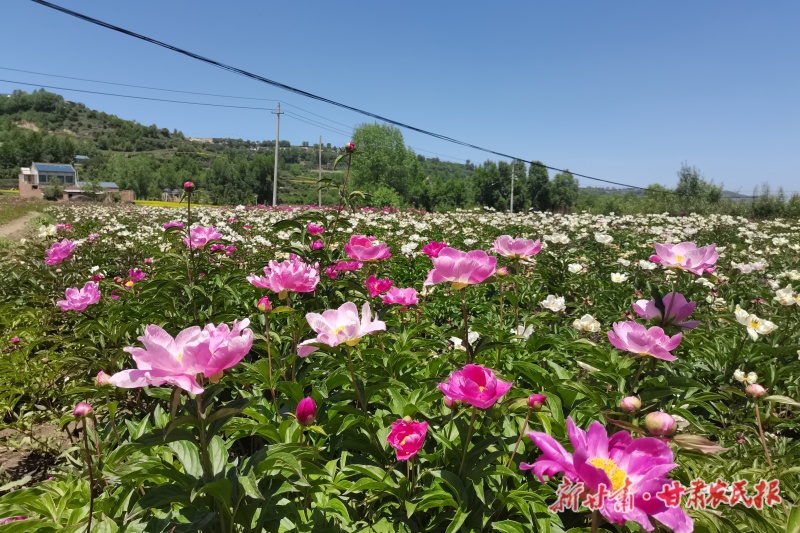 积石山县小关乡：芍药花海醉游人