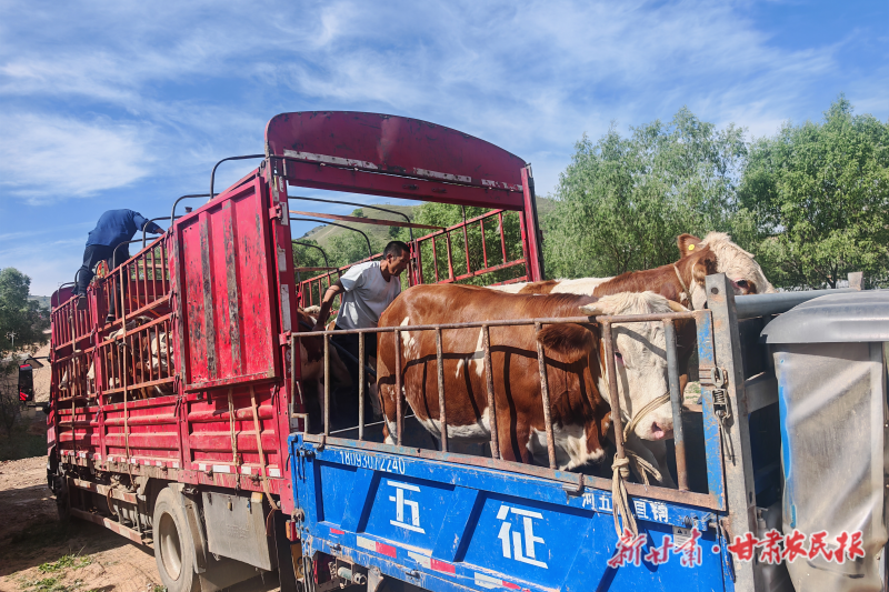 东乡县东塬乡：借力奖补政策 牛存栏三年翻番