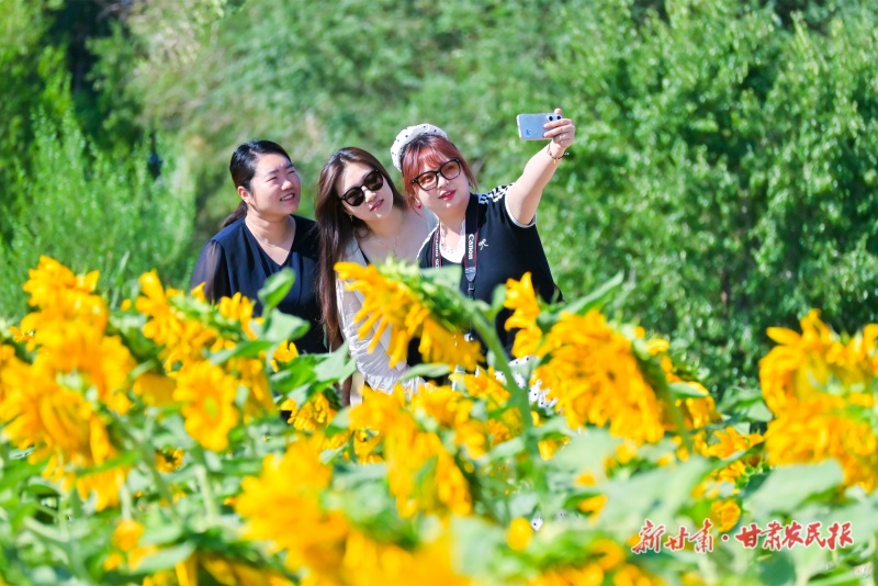 敦煌市郭家堡镇葵花种植区