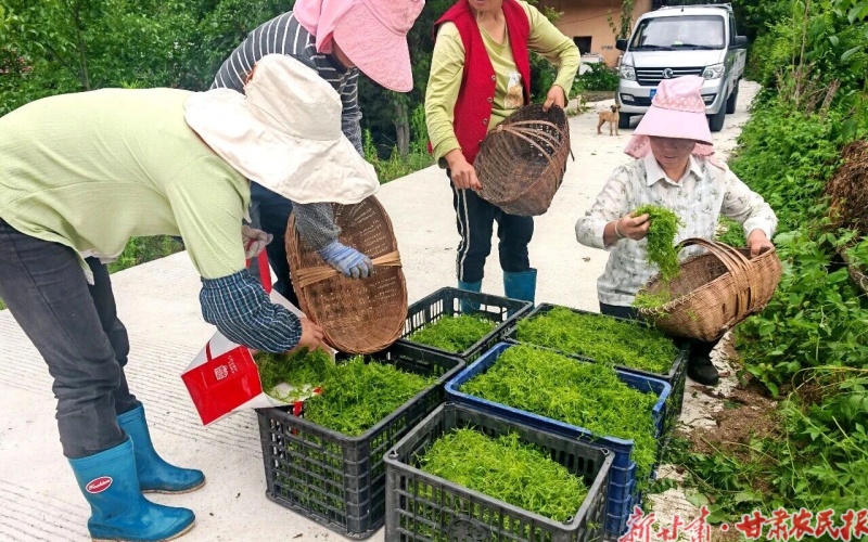 康  县