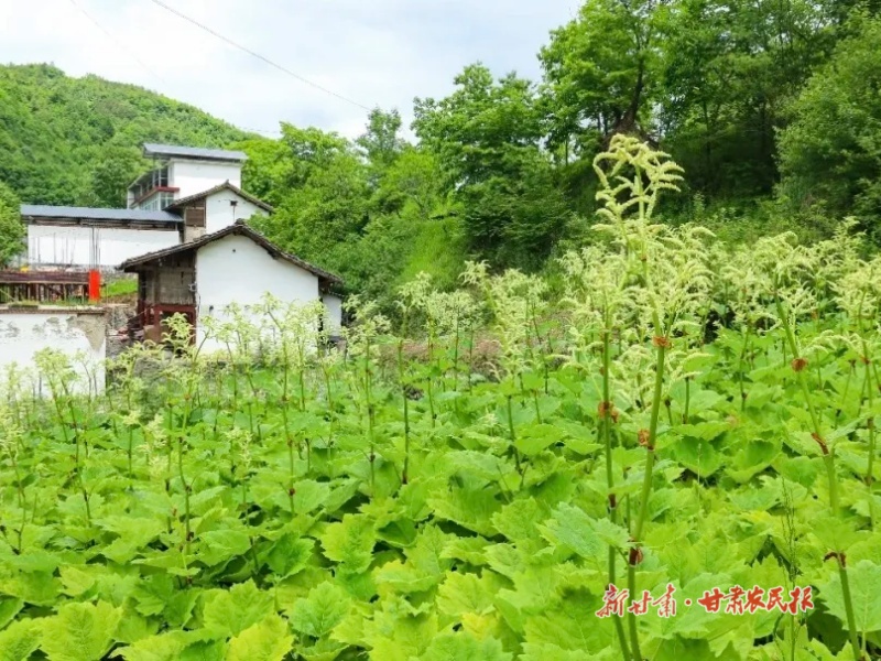 康县：让&ldquo;碎地&rdquo;生金