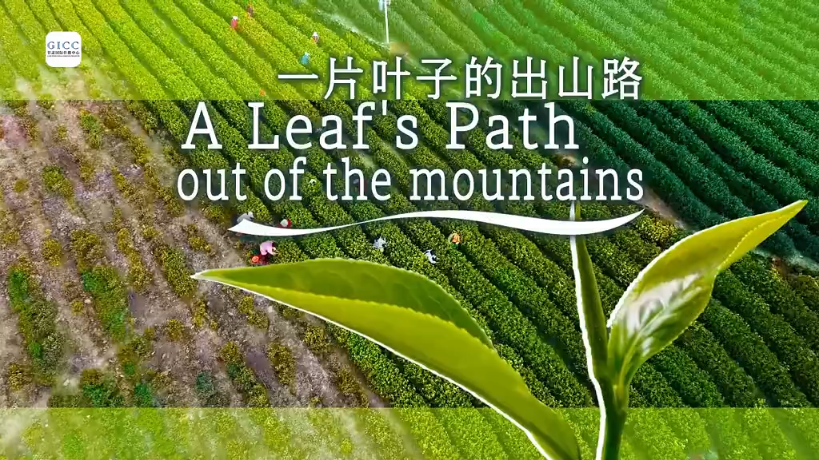 一片茶叶，从文县的云雾深山出发，到落入世界的茶杯，要走多远?