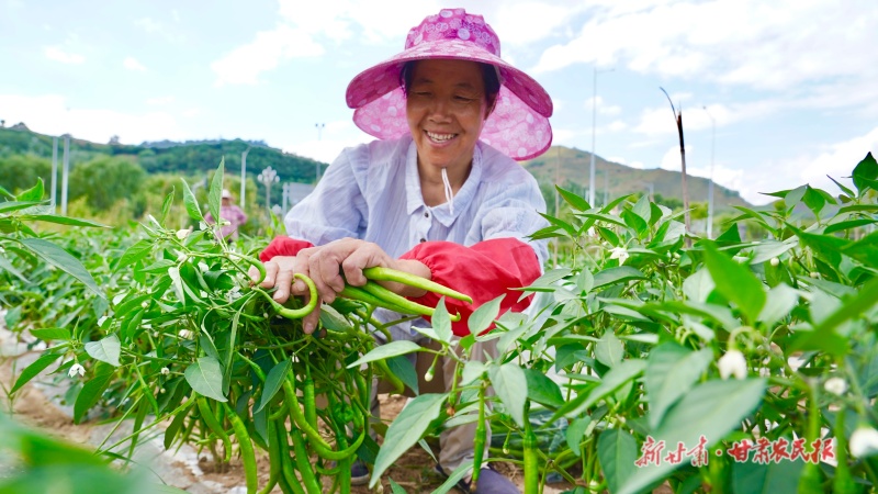 西和县万亩订单辣椒陆续进入成熟采摘期
