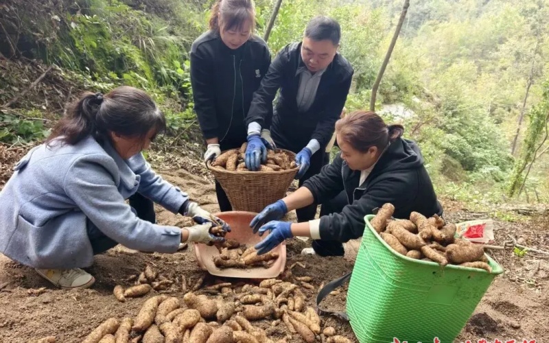 康  县